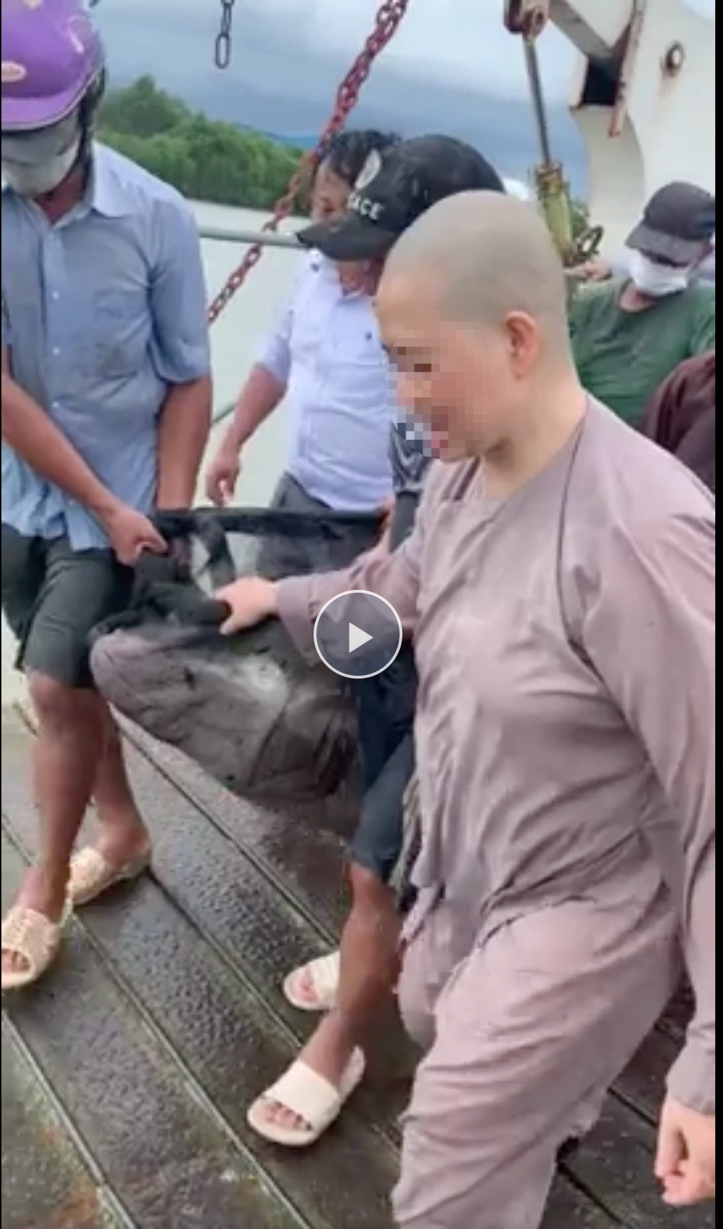 Thả cá hải tượng khủng ra sông: Phóng sinh hay sát sinh? - 2