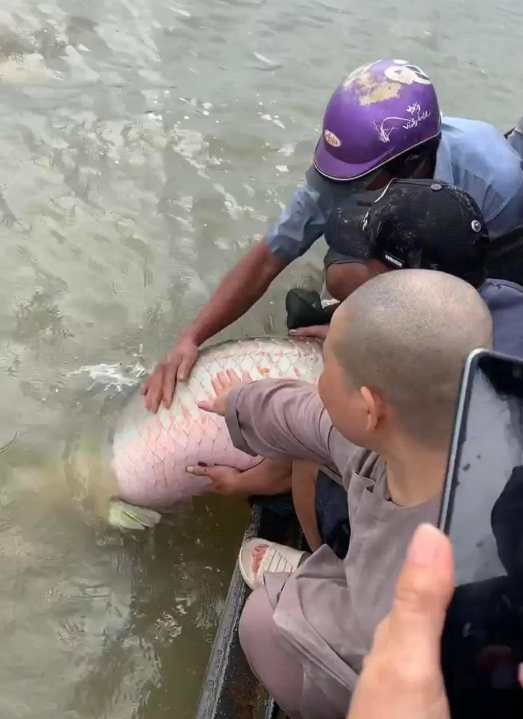 Thả cá hải tượng khủng ra sông: Phóng sinh hay sát sinh? - 1