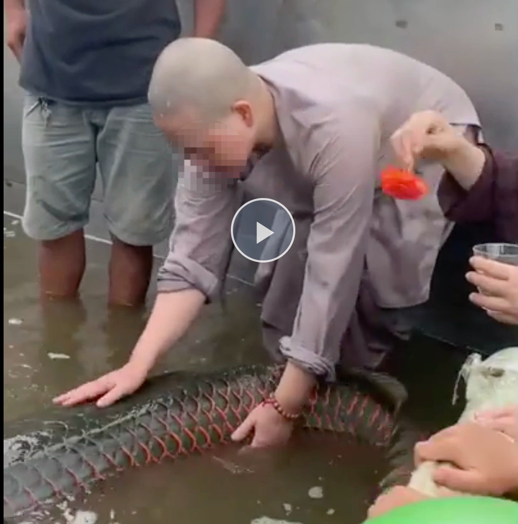 Thả cá hải tượng khủng ra sông: Phóng sinh hay sát sinh? - 4