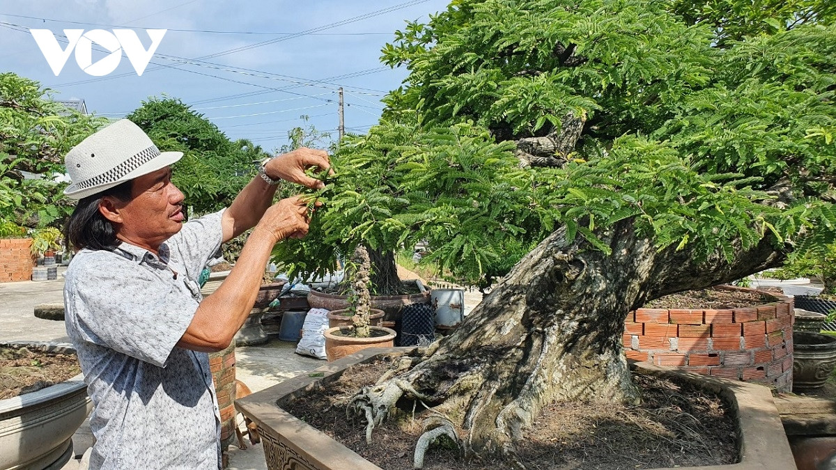 'Vua me' với những tác phẩm bonsai hái tiền tỷ
