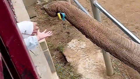 Chú voi thông minh biết nhặt dép trả lại cho du khách
