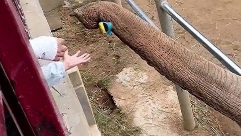 Hành động của con voi với đứa trẻ khiến tất cả du khách bị bất ngờ
