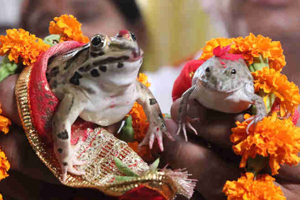 Ấn Độ: Tổ chức đám cưới, tuần trăng mật cho đôi ếch để cầu mưa