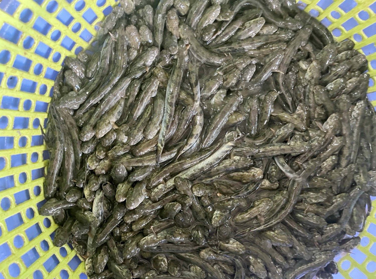 Ca keo len ngoi anh 1