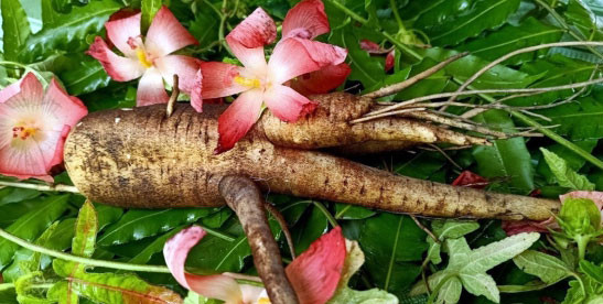 Trồng cây thu từ hoa đến củ, nông dân có tiền tỷ mỗi năm