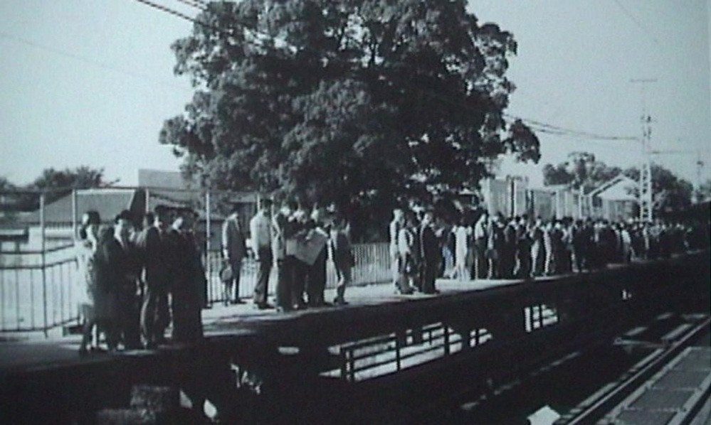 Bí ẩn xung quanh cây đại thụ 700 tuổi cứ bị chặt lại có người ngã bệnh - 2