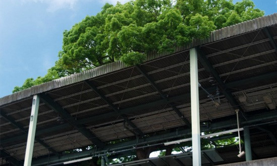 Bí ẩn xung quanh cây đại thụ 700 tuổi cứ bị chặt lại có người ngã bệnh - 3