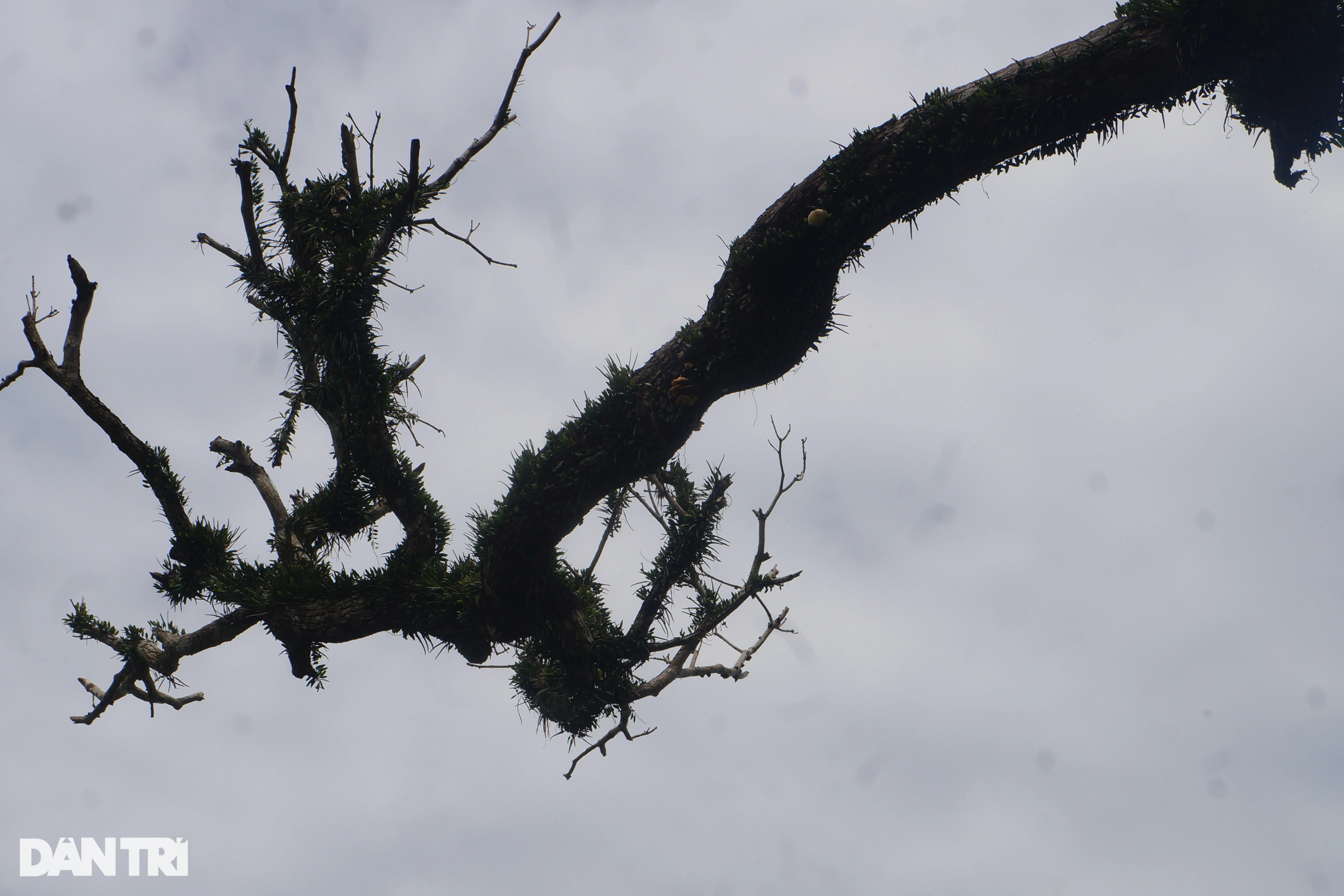 Cây trôi cổ thụ hơn 300 năm tuổi chết bất thường - 7