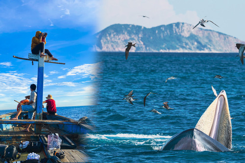 4 ngày lênh đênh biển Đề Gi, leo cột thuyền săn khoảnh khắc cá voi đớp mồi tuyệt đẹp