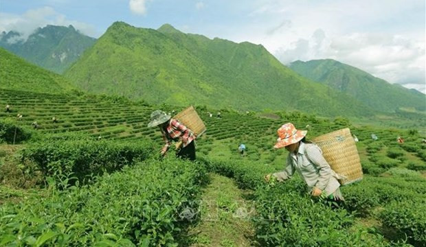 Vietnam ranks 7th worldwide in tea production hinh anh 1