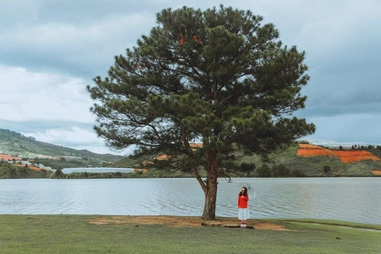 Famous 'lonely trees' in Vietnam