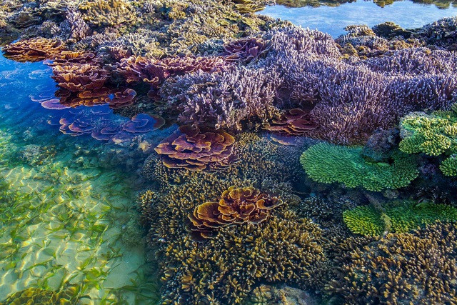 Phu Quoc halts scuba diving tours for coral protection