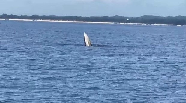 Whale spotted off northern coast hinh anh 1