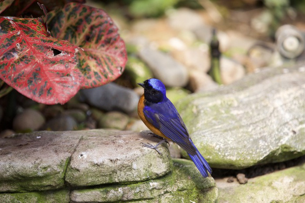 Vườn chim hơn 1 tỷ đồng trên sân thượng - Ảnh 13.