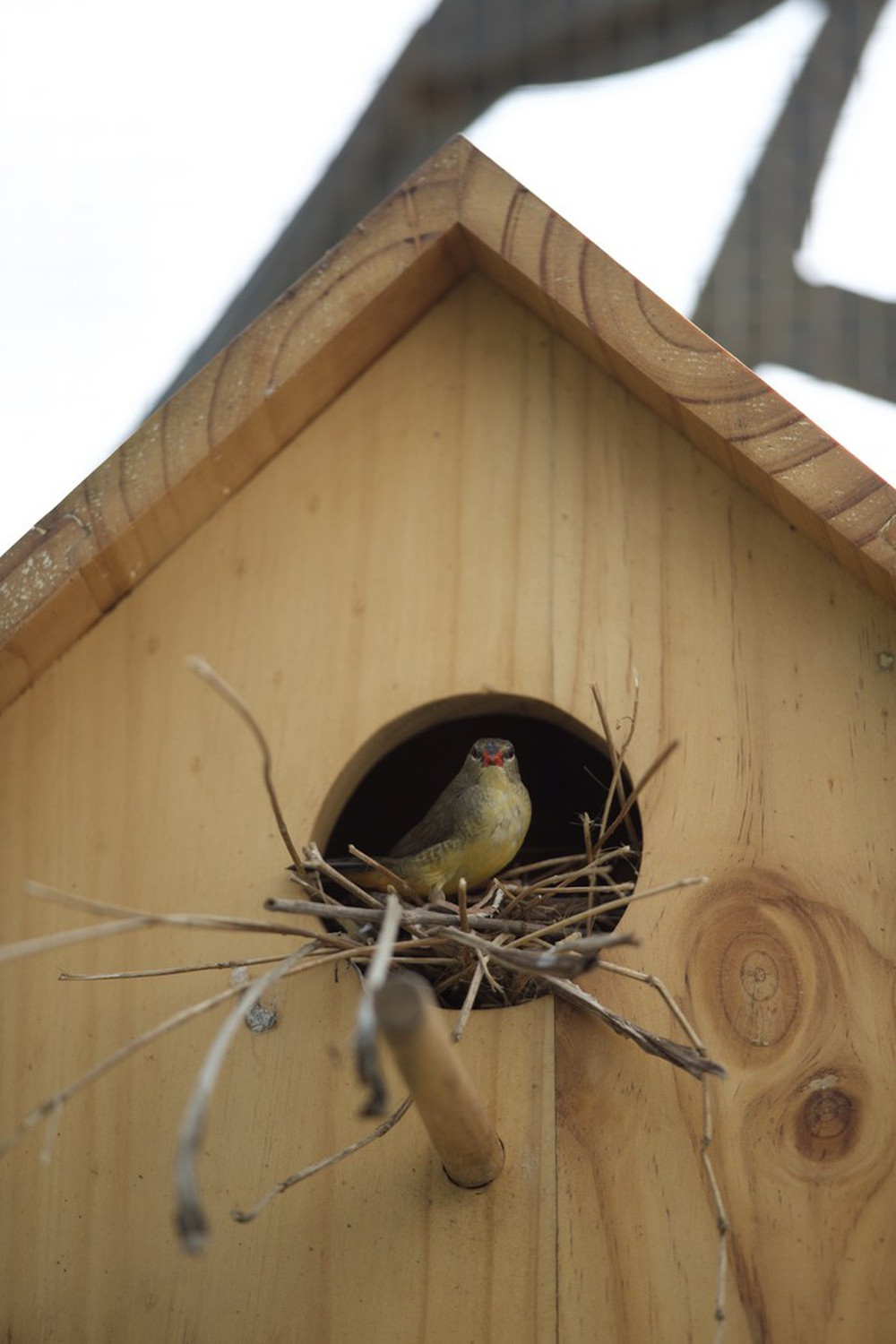 Vườn chim hơn 1 tỷ đồng trên sân thượng - Ảnh 14.