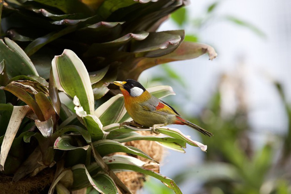 Vườn chim hơn 1 tỷ đồng trên sân thượng - Ảnh 9.