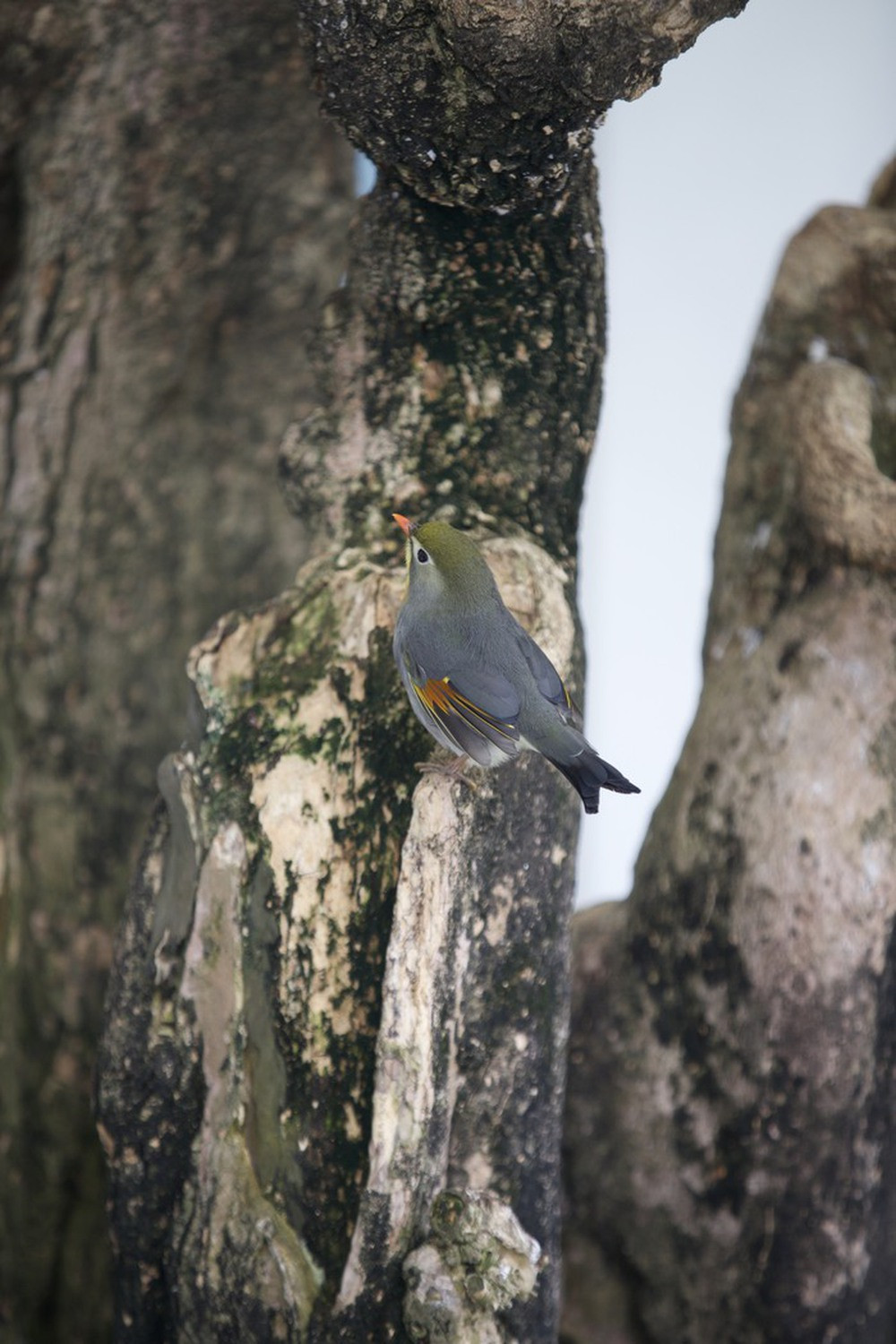 Vườn chim hơn 1 tỷ đồng trên sân thượng - Ảnh 7.
