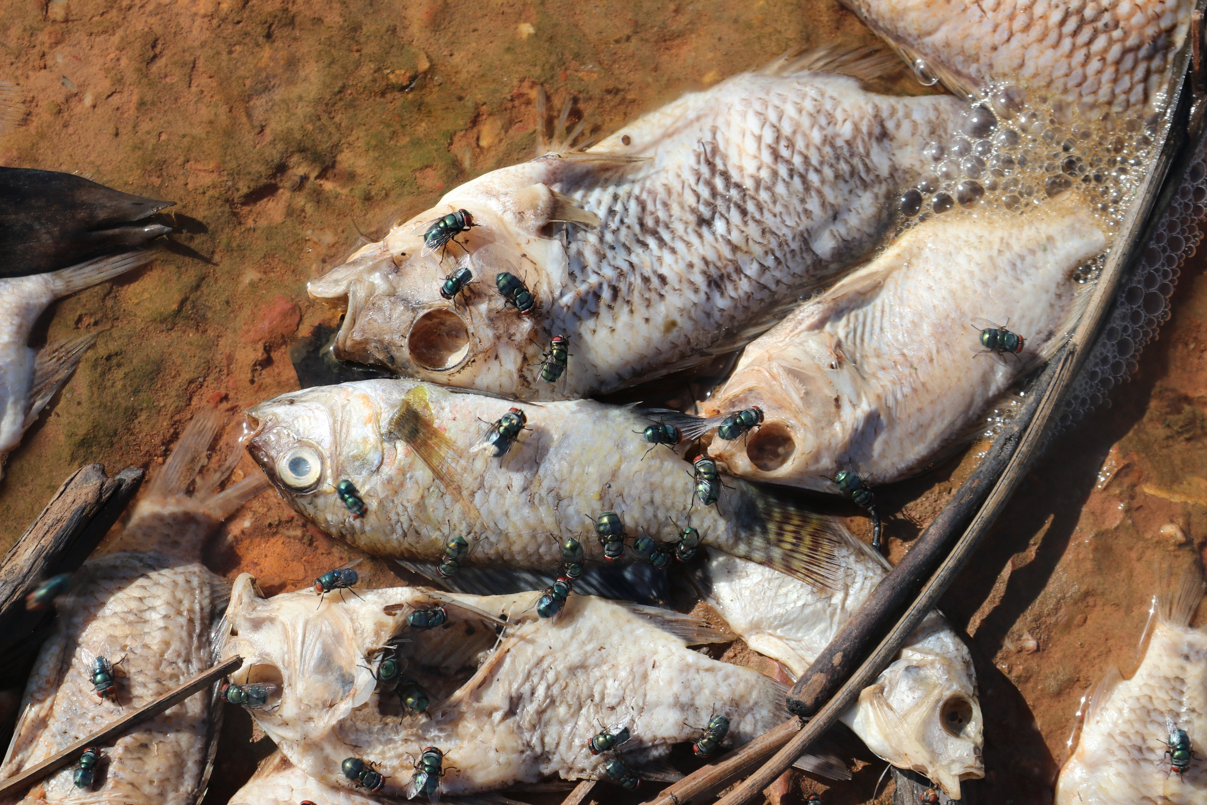 Cá chết trắng bờ tại hồ cấp nước cho hàng nghìn hộ dân TP Hà Tĩnh