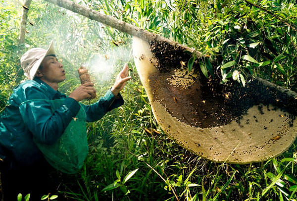 Bee luring: Ca Mau’s intangible cultural heritage