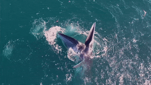 Thông tin bất ngờ về hai mẹ con cá voi đang thu hút du khách ở biển Đề Gi