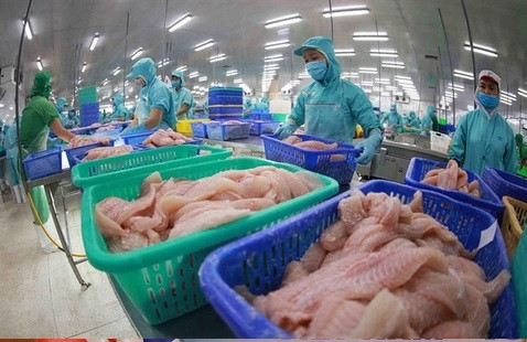 US, China become largest consumers of Vietnamese pangasius