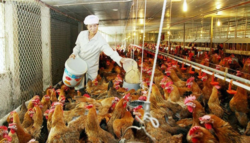 Vietnam's animal feed imports jump to US$3.1 billion