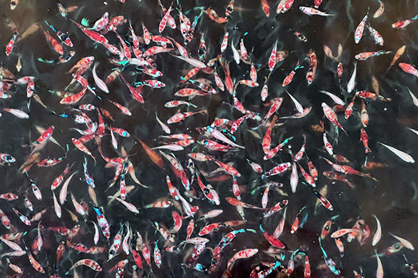 Chàng trai 24 tuổi sở hữu trại cá cảnh 3.500m2, lớn nhất ở Cần Thơ