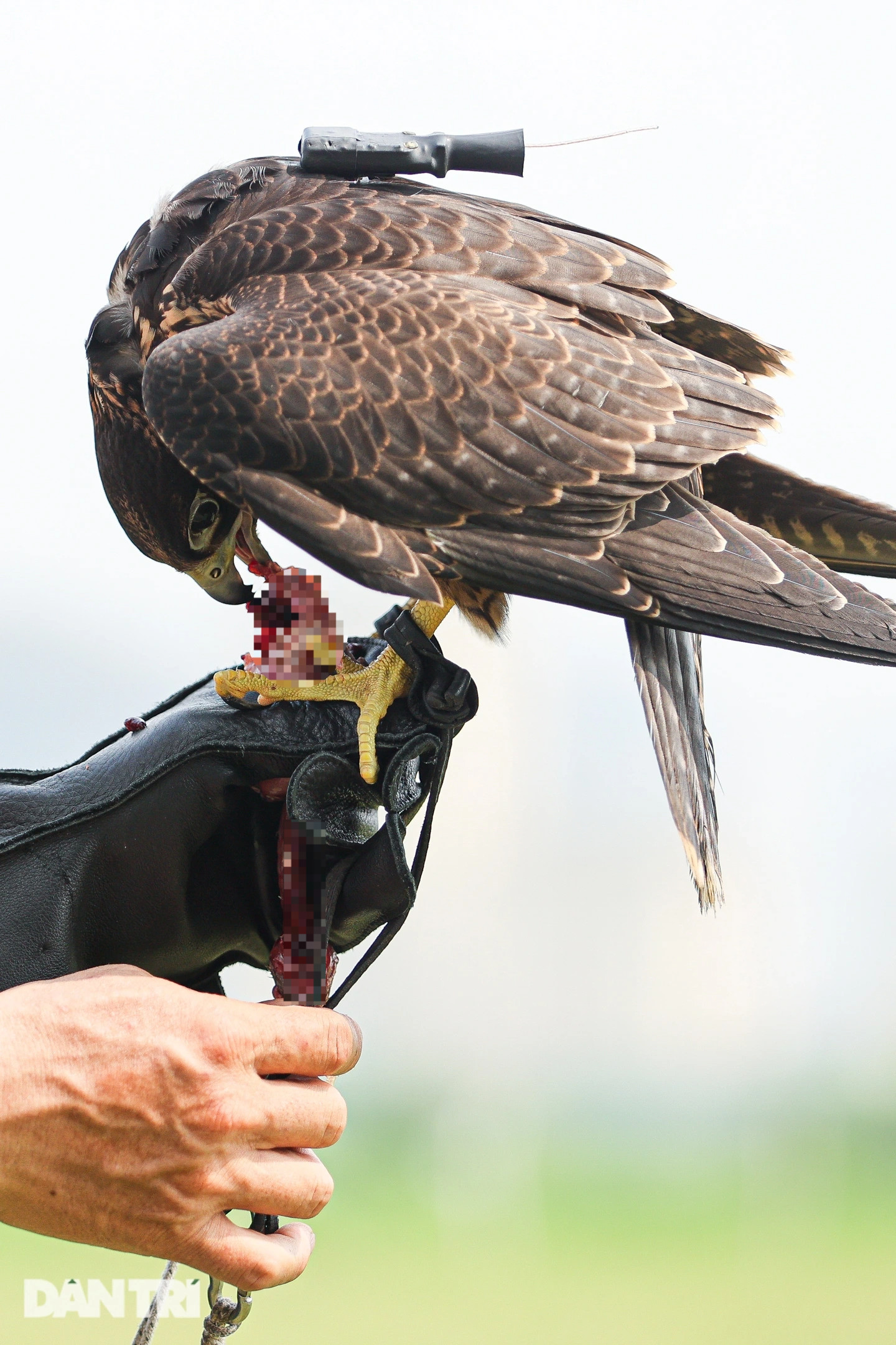 Dân chơi ở Hà Nội chi chục triệu đồng nuôi loài chim trinh sát trên không - 9