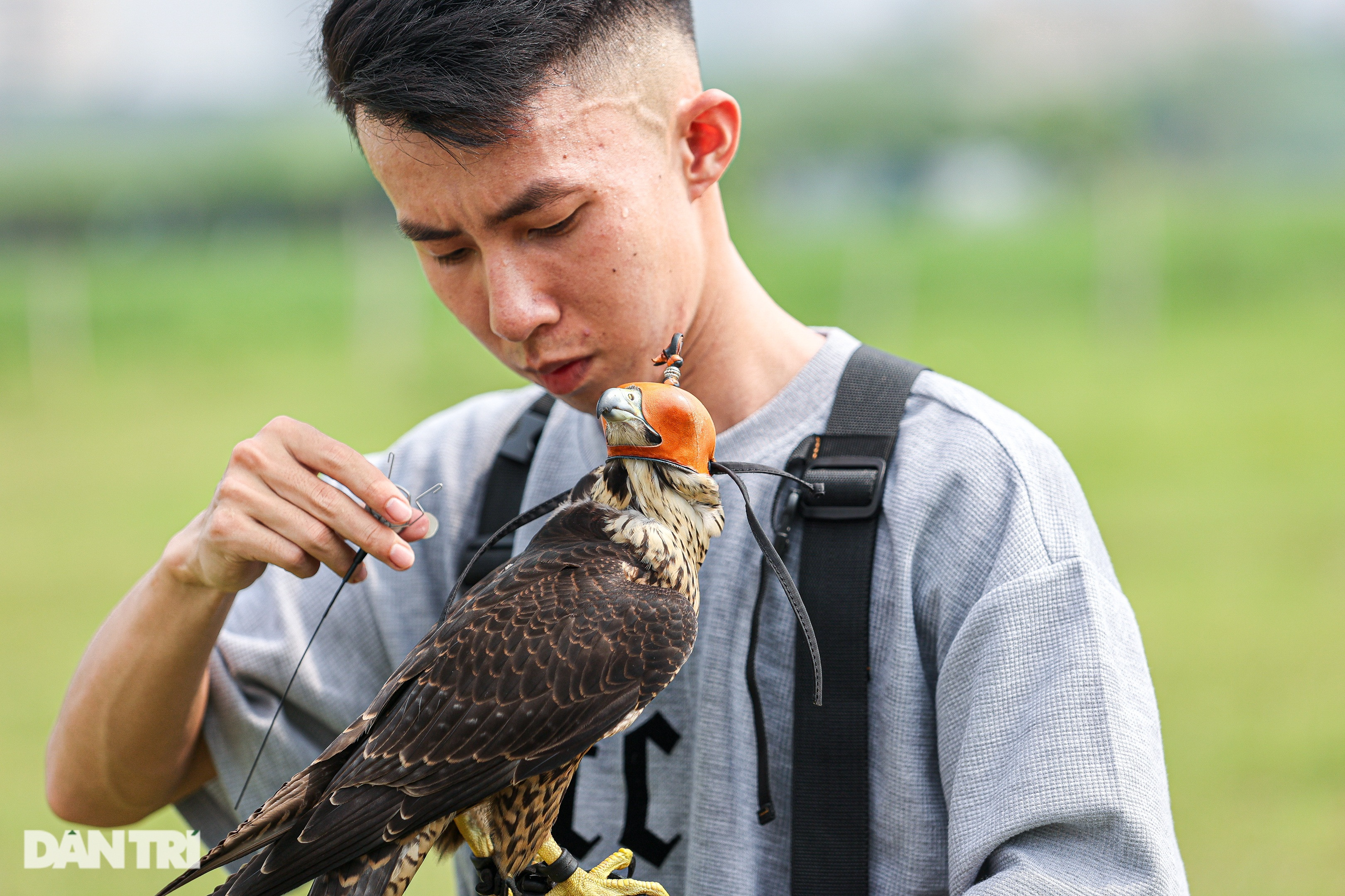 Dân chơi ở Hà Nội chi chục triệu đồng nuôi loài chim trinh sát trên không - 4