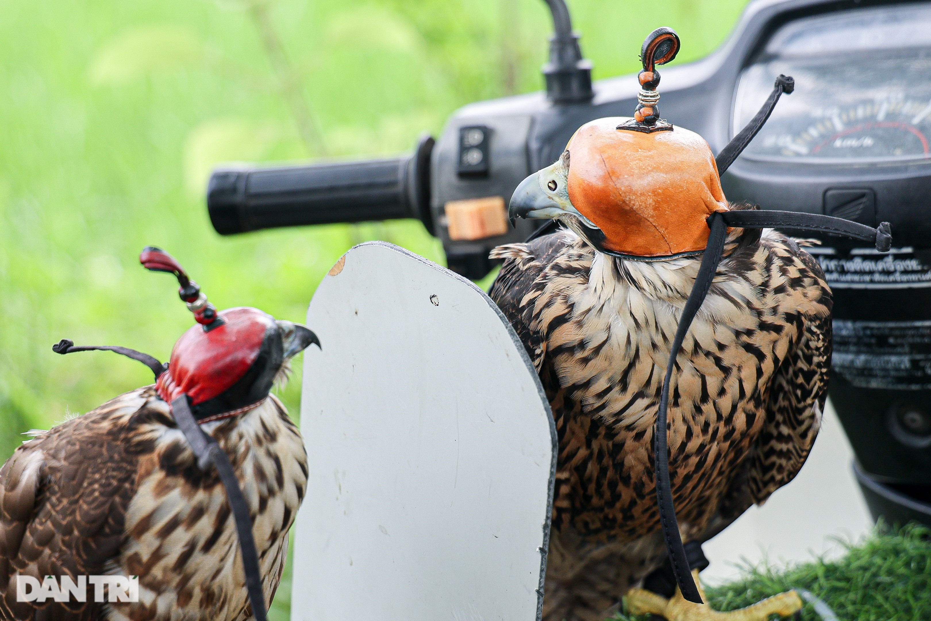 Dân chơi ở Hà Nội chi chục triệu đồng nuôi loài chim trinh sát trên không - 10