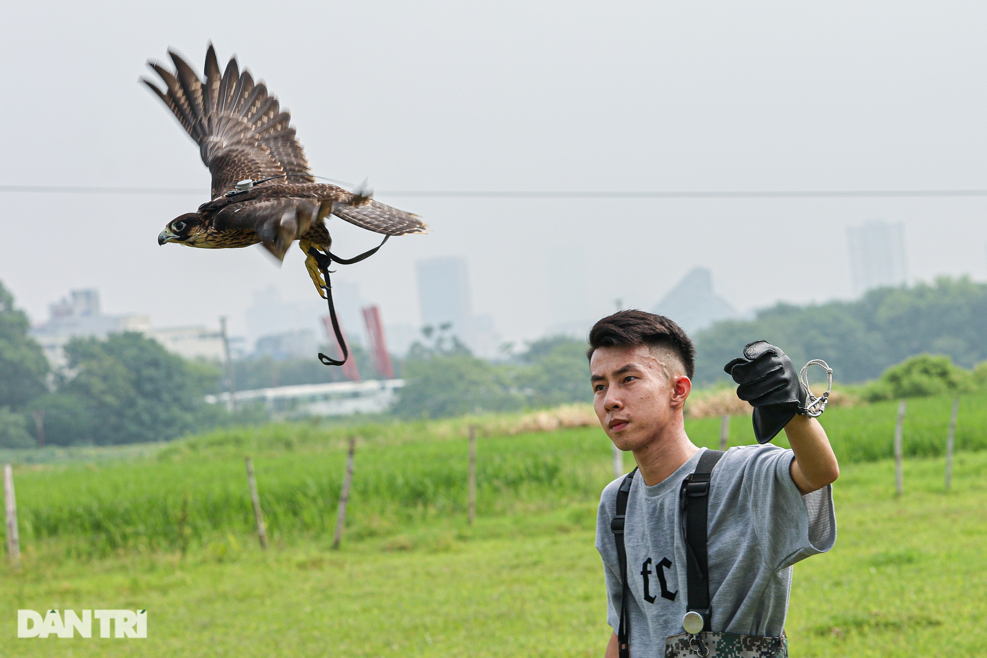 Dân chơi ở Hà Nội chi chục triệu đồng nuôi loài chim trinh sát trên không - 2