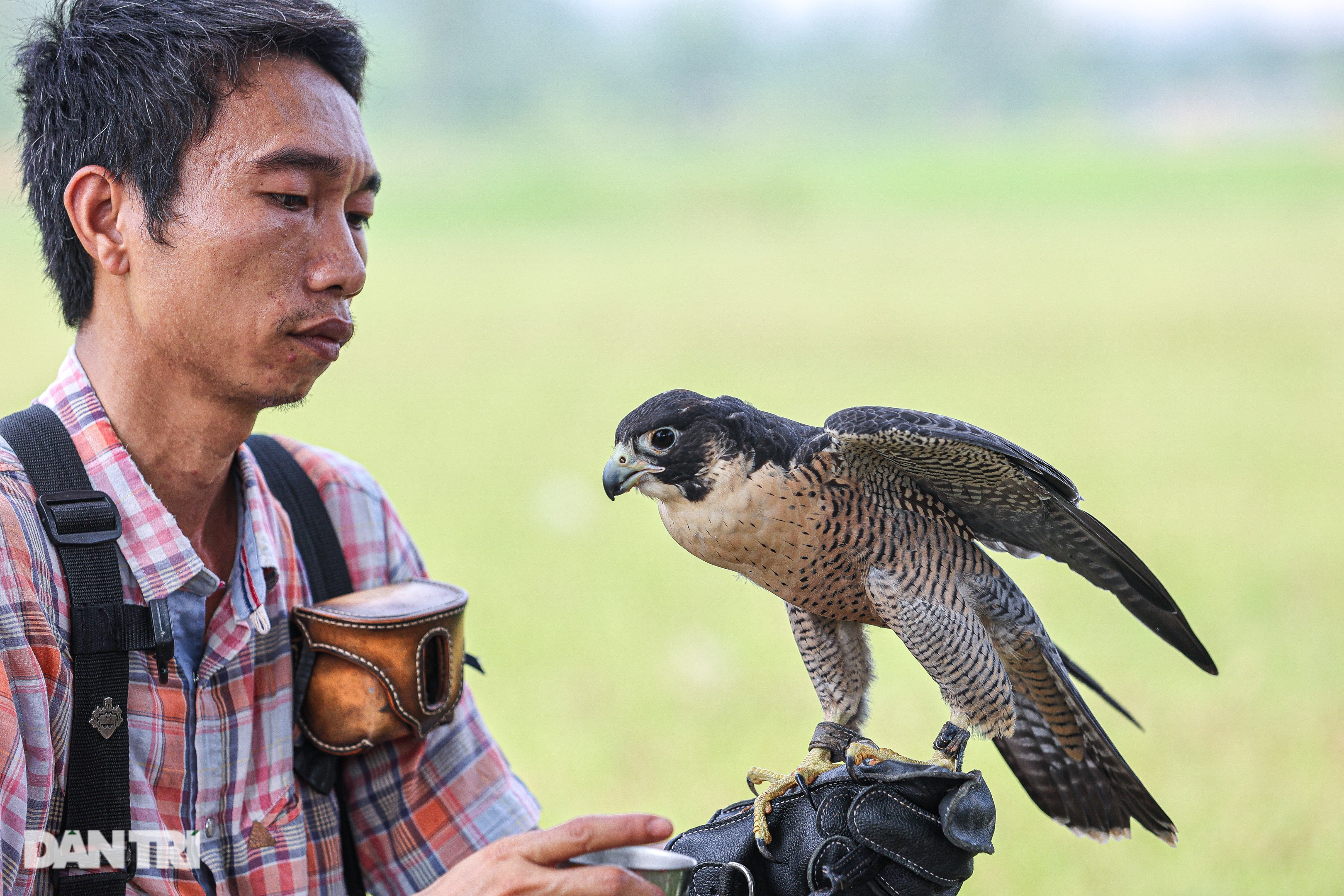 Dân chơi ở Hà Nội chi chục triệu đồng nuôi loài chim trinh sát trên không - 8