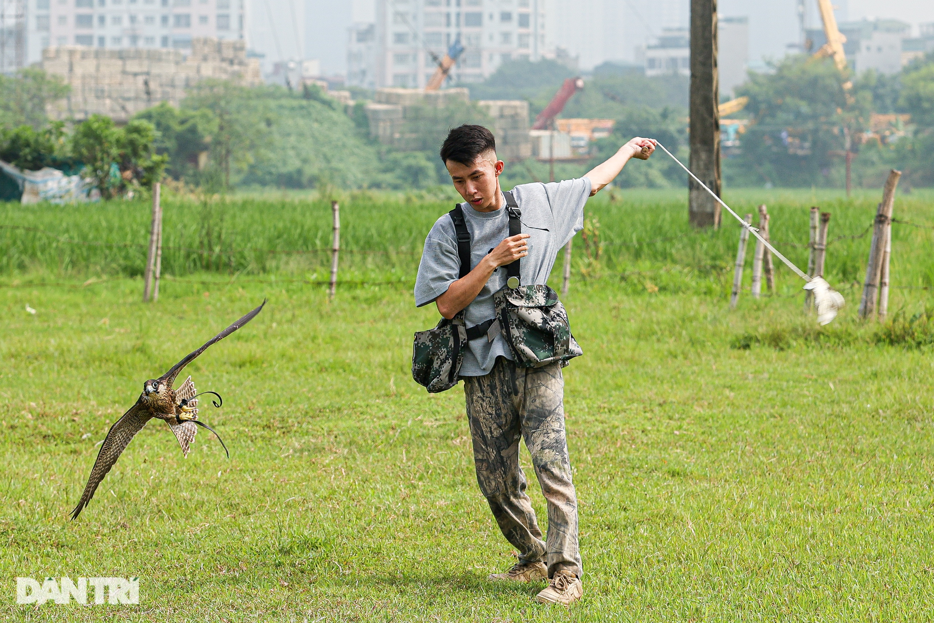 Dân chơi ở Hà Nội chi chục triệu đồng nuôi loài chim trinh sát trên không - 3