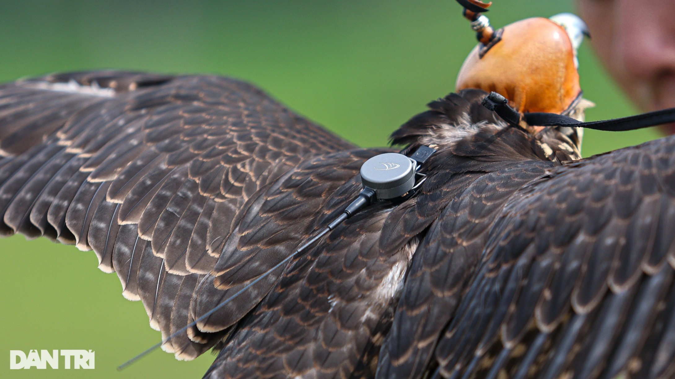 Dân chơi ở Hà Nội chi chục triệu đồng nuôi loài chim trinh sát trên không - 6