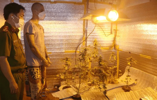 russian couple caught growing cannabis plants in phan thiet picture 1