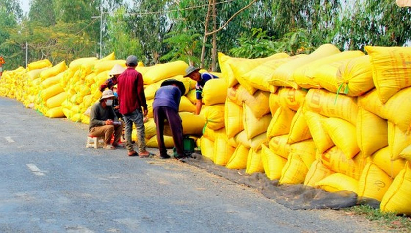 Vietnam finds ways to reduce post-harvest loss of rice ảnh 1