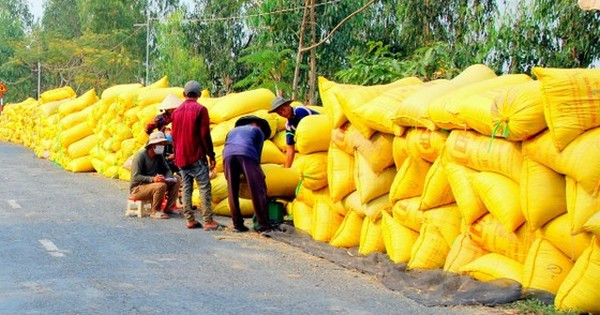 Vietnam finds ways to reduce post-harvest loss of rice