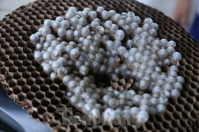 Liều ‘chơi’ ong vò vẽ, bỏ túi hàng chục triệu đồng ảnh 8