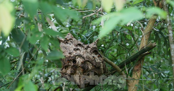 Liều ‘chơi’ ong vò vẽ, bỏ túi hàng chục triệu đồng