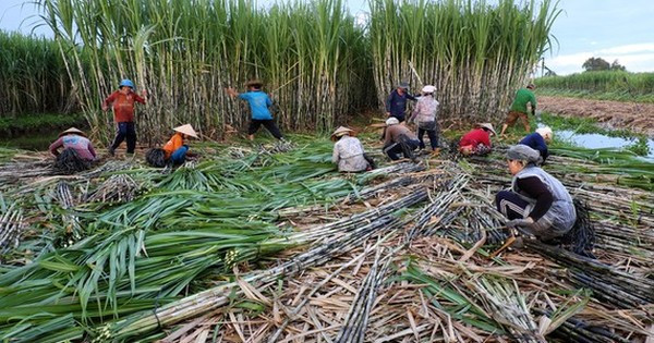 Anti-dumping tax will support sugar industry