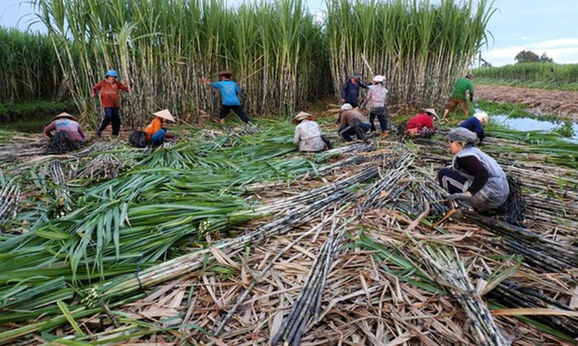 Anti-dumping tax will support sugar industry ảnh 1