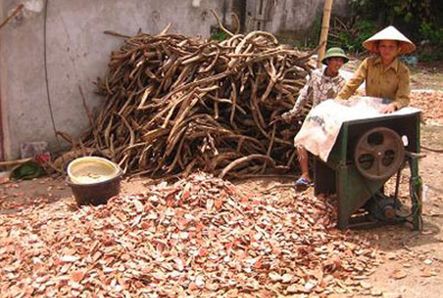 Loài cây không hái lá buổi trưa, báu vật làm giàu ẩn dưới tán rừng