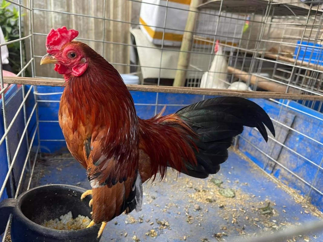 Vietnam’s rare chicken species