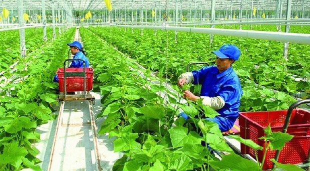 Addressing agricultural emissions key to green production in Vietnam