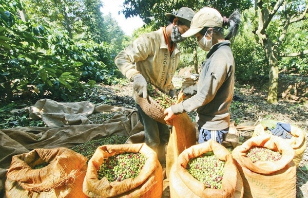 EU may be answer to shrinking bean share