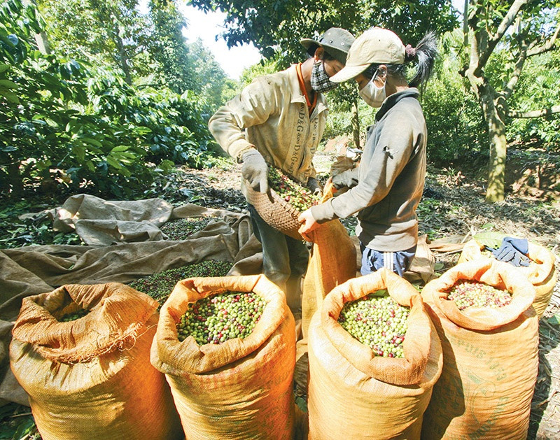 EU may be answer to shrinking bean share