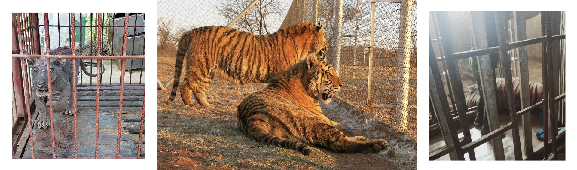 Thủ thuật phù phép cao hổ, thu lời tiền tỷ qua tiết lộ của một trùm buôn - 15