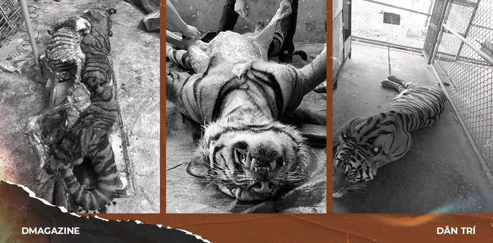 Thủ thuật phù phép cao hổ, thu lời tiền tỷ qua tiết lộ của một trùm buôn - 17