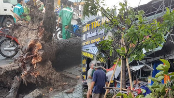 TP.HCM: Cây xanh đường kính nửa mét bật gốc, đổ ra đường vì mưa lớn