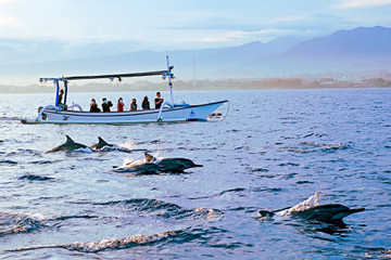 Theo thuyền ngắm đàn cá heo 'xếp hàng' bơi đi ăn sáng, du khách chụp ảnh mỏi tay